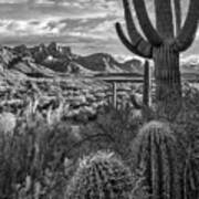 Cacti And Santa Catalina Mountains Art Print