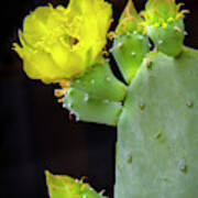 Texas Cactus Blooms With Bee Ii Art Print