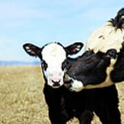 Calf And Its Mother Art Print