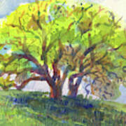 California Oak In Spring Art Print