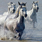 Camargue Horses, France Art Print