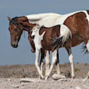 Camouflaged Foal. Art Print