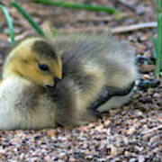 Canada Goose Gosling 7312-041519 Art Print