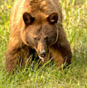 Canadian Black Bear On The Prowl Art Print