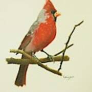 Cardinal Art Print