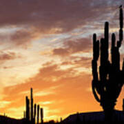 Cardon Cactus, Baja California, Mexico Art Print