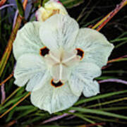 Caribbean Wildflower Art Print