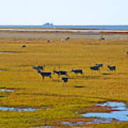 Caribou Herd On The Tundra Art Print
