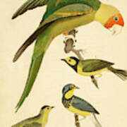 Carolina Parrot Art Print