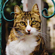 Cat On A Fence Art Print