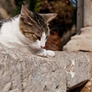 Cat Sunning Itself On Stone Wall Art Print