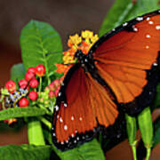 Caterpillar And Butterfly Art Print