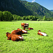 Cattle On Farm Field Art Print