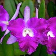 Cattleya Orchid Pink Art Print