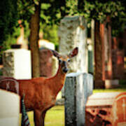 Cemetery Deer Art Print