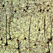 Cerebral Cortex Pyramidal Neurons Art Print