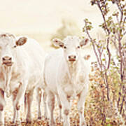 Charolaise Cattle Standing And Looking Art Print