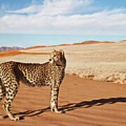 Cheetah In Desert Environment Art Print