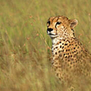 Cheetah In High Grass Art Print