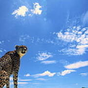 Cheetah Sitting, Blue Sky Background Art Print