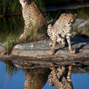 Cheetahs In The Mirror Art Print