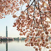 Cherry Blossoms Frame The Washington Art Print