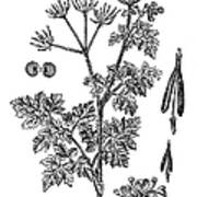 Chervil Anthriscus Cerefolium Art Print