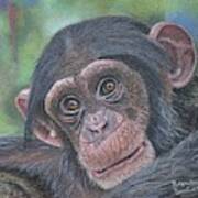 Chimpanzee Cub Art Print