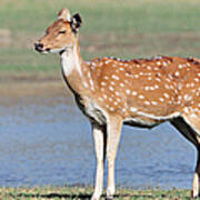 Chital Or Axis Deer Art Print