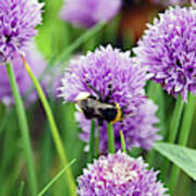 Chorley. Picnic In The Park. Bee In The Chives. Art Print