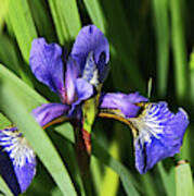 Chorley. Picnic In The Park. Walled Garden Iris. Art Print