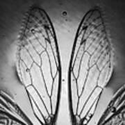 Cicada Wings Art Print