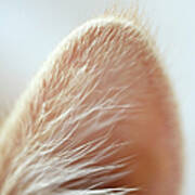 Close-up Of A Cats Ear Art Print