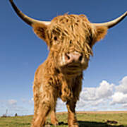 Close Up Of A Highland Cow Art Print