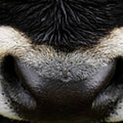 Close-up Of A Nose Of An Oxen, Russia Art Print