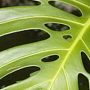 Close-up Of A Philodendron Or Monstera Art Print