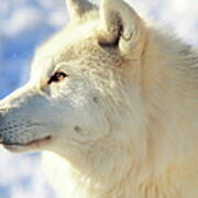 Close Up Of Arctic Wolf Art Print