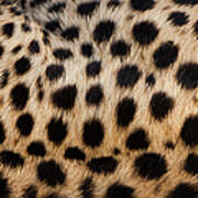 Close-up Of Cheetah Spots On The Art Print