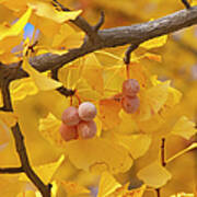 Close-up Of Gingko Tree In Autumn Art Print