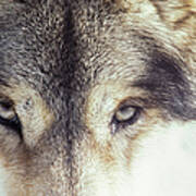 Close-up Of Gray Wolf Eyes Art Print