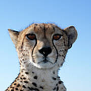 Close-up Of Wild Cheetah Sitting On Art Print