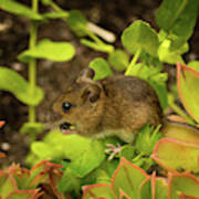 Closeup Of A Cute Little Mouse With Brown Fur Sitting On Plant With Green Leaves And Eats A Seed Art Print