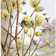 Cluster Of Bees Chromolithograph 1884 Art Print