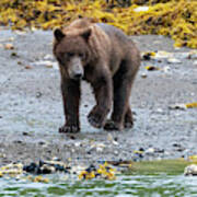 Coastal Brown Bear In Kukak Bay Alaska Art Print