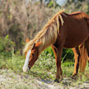 Coastal Wild Mustang Art Print