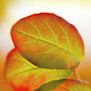 Cobaea Scandens Leaves In Sunlight Art Print