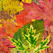 Collage Of Leaves From My Back Yard Art Print