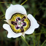 Colorado Mariposa Lily Art Print