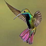 Colorful Humming Bird Art Print