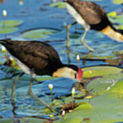 Comb-crested Jacana Feeding On A Patch Of Water Lilies Art Print